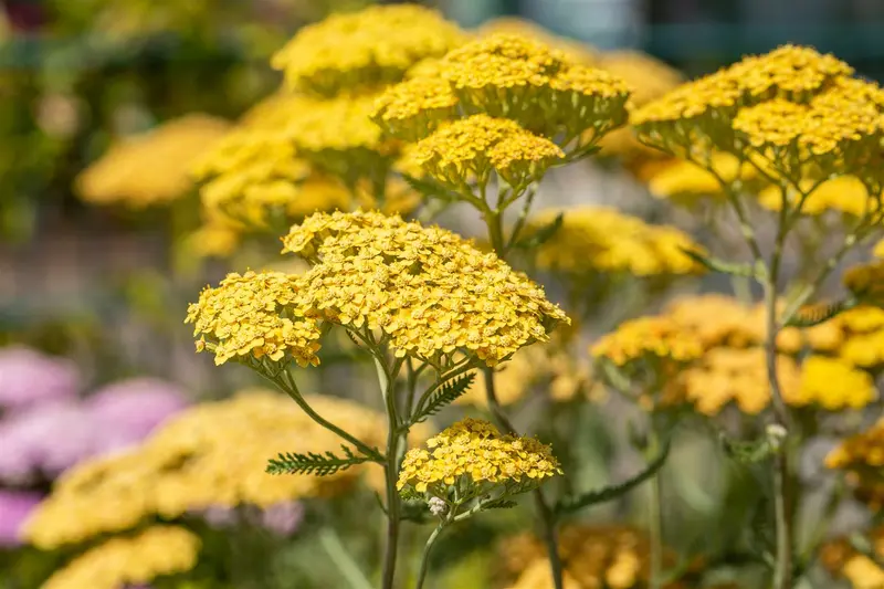 achillea 'terracotta' P11 - afbeelding 4