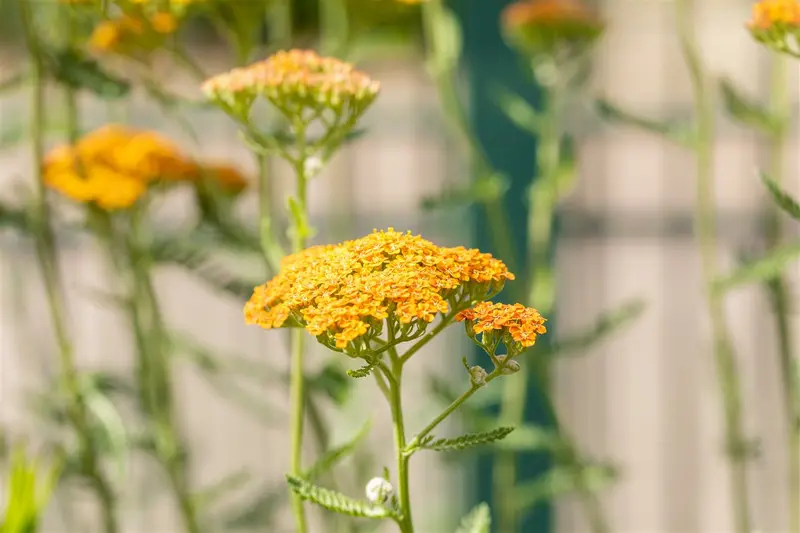 achillea 'terracotta' P11 - afbeelding 5