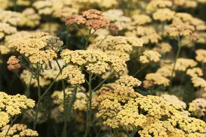 achillea 'terracotta' P9 - afbeelding 1