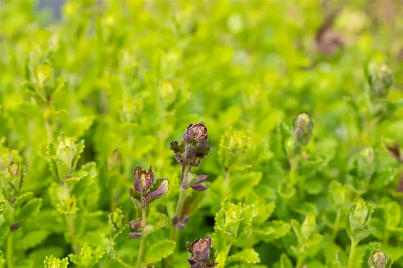 teucrium chamaedrys P10.5 - afbeelding 2