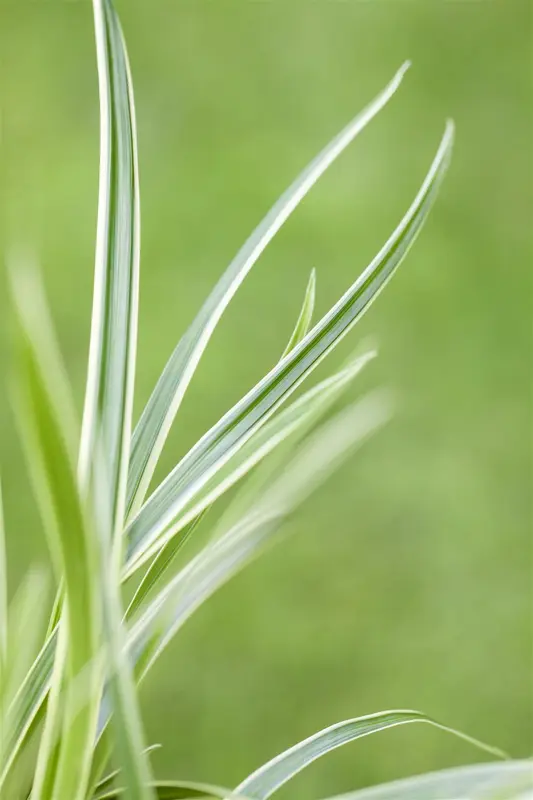 carex caryophyllea 'the beatles' P9 - afbeelding 1