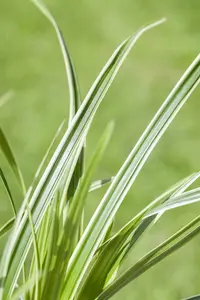 carex caryophyllea 'the beatles' P9 - afbeelding 2