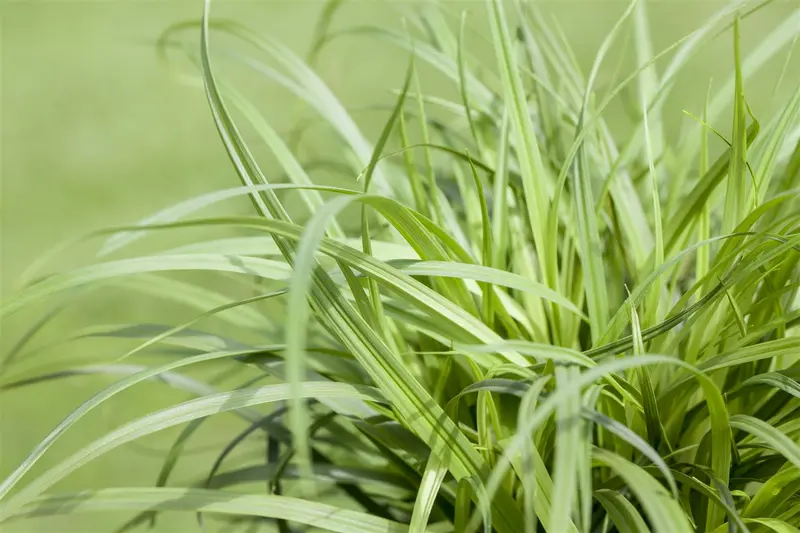 carex caryophyllea 'the beatles' P9 - afbeelding 3