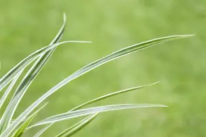 carex caryophyllea 'the beatles' P9 - afbeelding 4