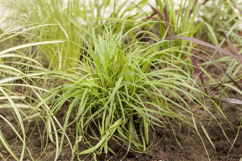 carex caryophyllea 'the beatles' P9 - afbeelding 5