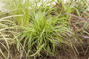 carex caryophyllea 'the beatles' P9 - afbeelding 5