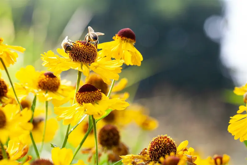 helenium bigelovii 'the bishop' P11