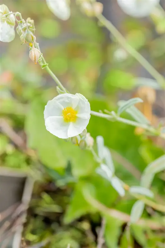 helianthemum 'the bride' P11 - afbeelding 3