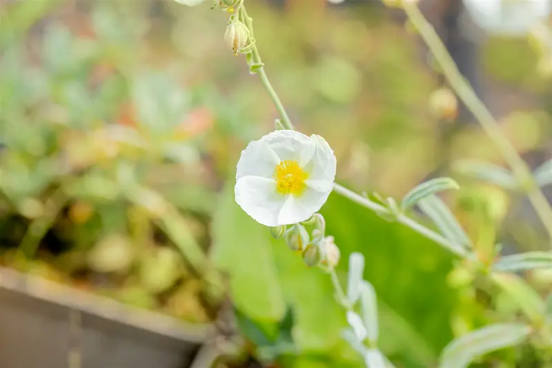 helianthemum 'the bride' P11 - afbeelding 4