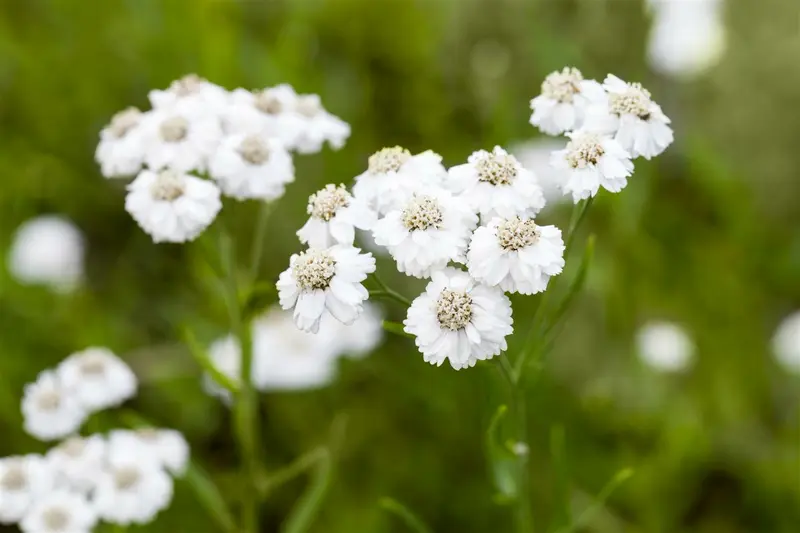 achillea ptarm. 'the pearl' P11 - afbeelding 1