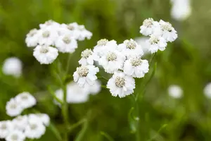 achillea ptarm. 'the pearl' P9 - afbeelding 1