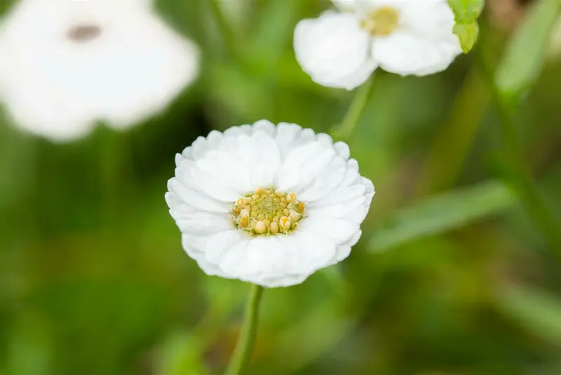 achillea ptarm. 'the pearl' P9 - afbeelding 2