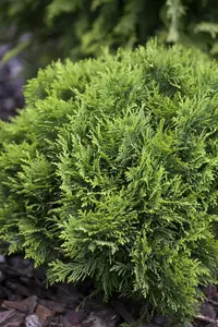 thuja occ. 'danica' (20- 25 C cm) - afbeelding 5