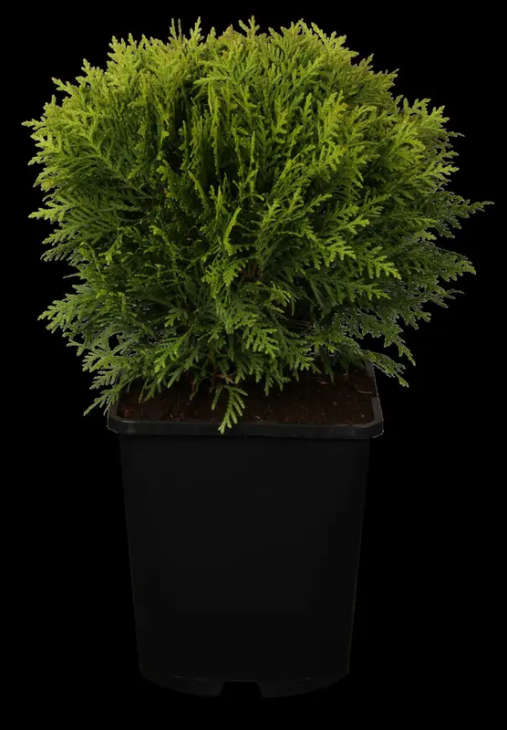 thuja occ. 'danica' (20- 25 C cm) - afbeelding 2