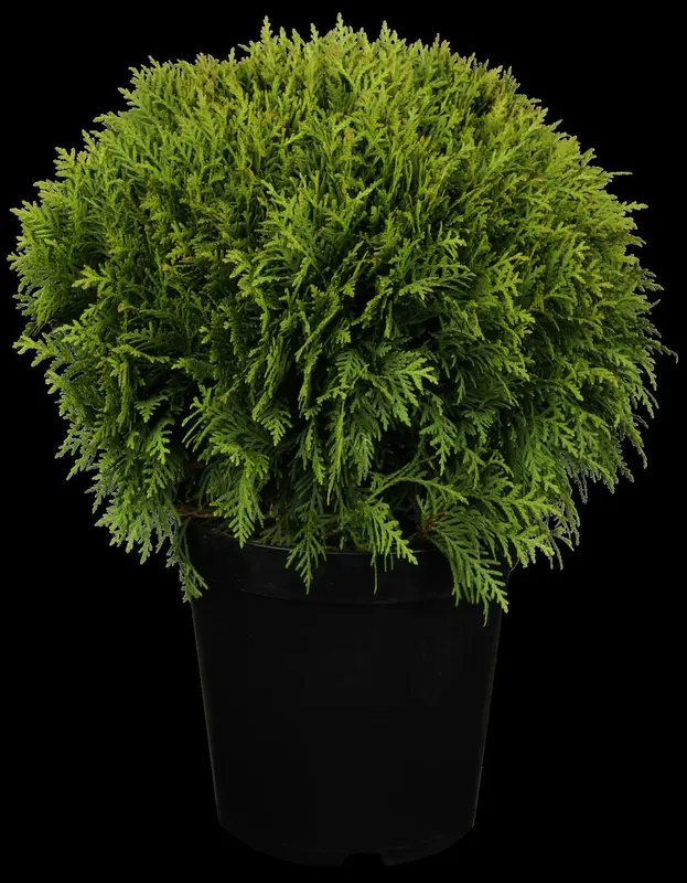 thuja occ. 'danica' (20- 25 C cm) - afbeelding 3