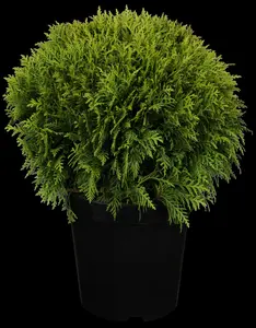 thuja occ. 'danica' (20- 25 C cm) - afbeelding 3