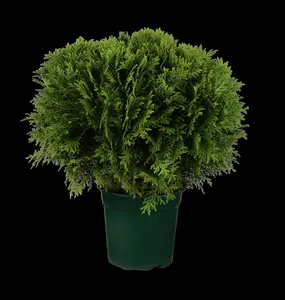 thuja occ. 'danica' (20- 25 C cm) - afbeelding 1