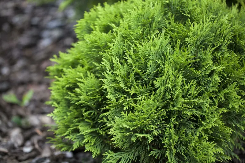 thuja occ. 'danica' (20- 25 C cm) - afbeelding 4