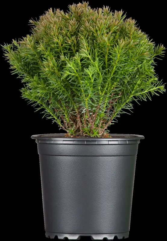 thuja occ. 'teddy' (20- 25 C cm) - afbeelding 4