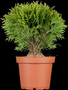 thuja occ. 'teddy' (20- 25 C cm) - afbeelding 5