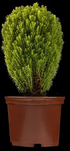 thuja occ. 'teddy' (20- 25 C cm) - afbeelding 2