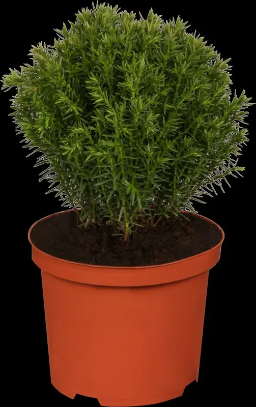 thuja occ. 'teddy' (20- 25 C cm) - afbeelding 1