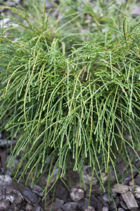 thuja plic. 'whipcord' (25- 30 C cm) - afbeelding 3