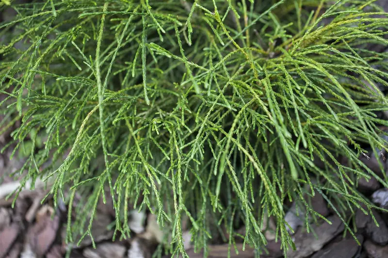 thuja plic. 'whipcord' (25- 30 C cm) - afbeelding 2