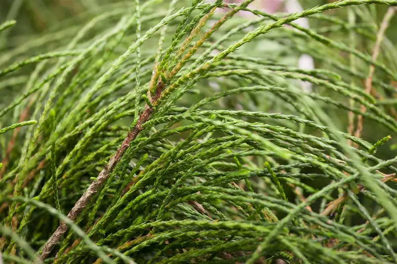 thuja plic. 'whipcord' (25- 30 C cm) - afbeelding 4