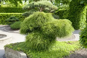 thuja plic. 'whipcord' (25- 30 C cm) - afbeelding 5