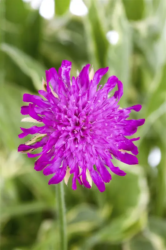 knautia mac. 'thunder and lightning'® P9 - afbeelding 2