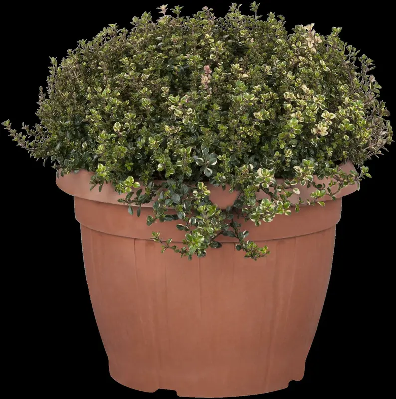 Thymus pulegioides P11 - afbeelding 3