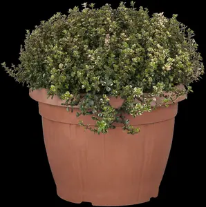 Thymus pulegioides P11 - afbeelding 3