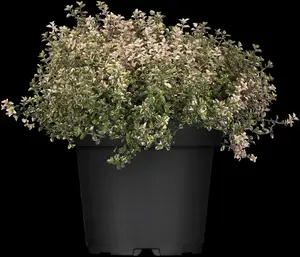 Thymus pulegioides P11 - afbeelding 4