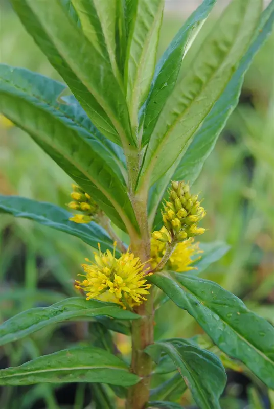 lysimachia thyrsiflora P9