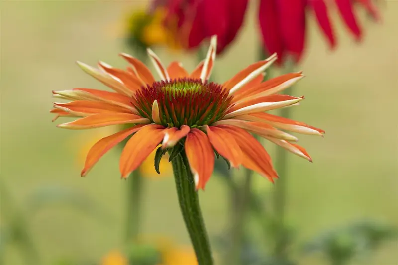 echinacea purp. 'tiki torch'® P9