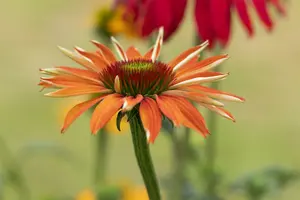 echinacea purp. 'tiki torch'® P9