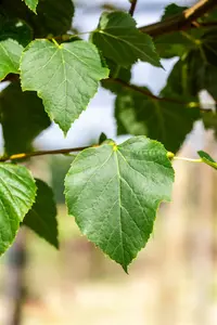 tilia cord. 'böhlje' ( 'erecta/select') 10/12 - afbeelding 4