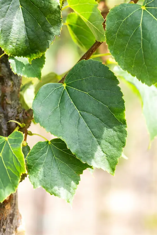 tilia cord. 'böhlje' ( 'erecta/select') 10/12 - afbeelding 2