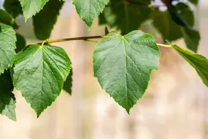 tilia cord. 'böhlje' ( 'erecta/select') 10/12 - afbeelding 3