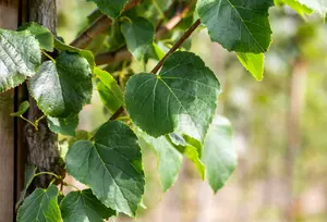 tilia cord. 'böhlje' ( 'erecta/select') 10/12 - afbeelding 1