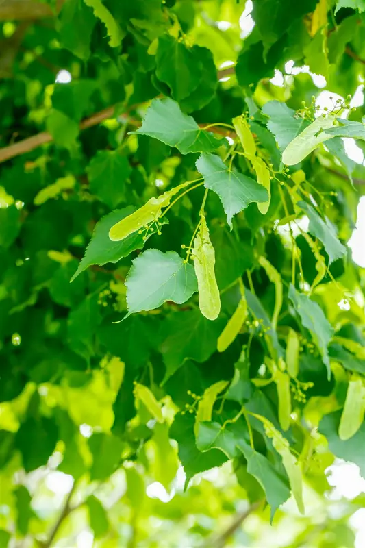 tilia cord. 'greenspire' 10/12 - afbeelding 3