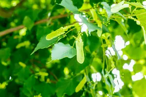 tilia cord. 'greenspire' 10/12 - afbeelding 2