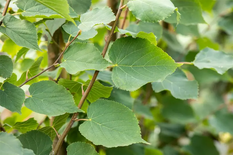 tilia cord. 'greenspire' 16/18 - afbeelding 1