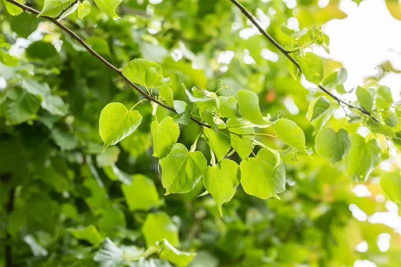 tilia cord. 'greenspire' 20/25 - afbeelding 4