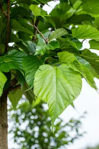 tilia cordata 16/18 - afbeelding 2