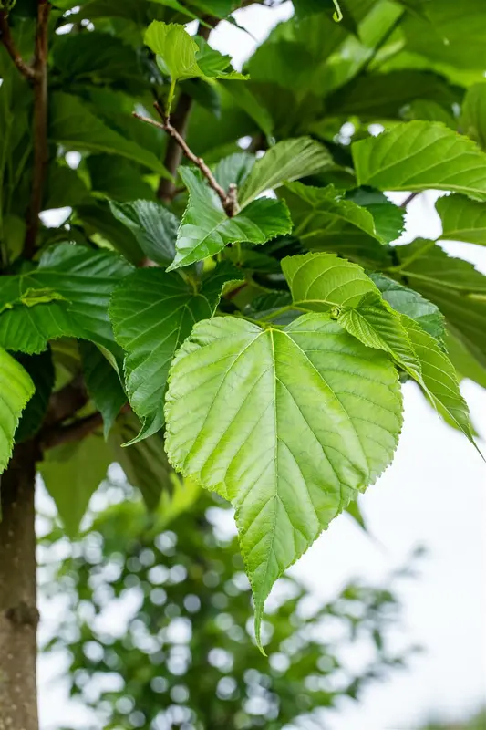 tilia cordata 8/10 - afbeelding 2