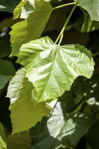 tilia eur. 'pallida' 10/12 BW VRGL