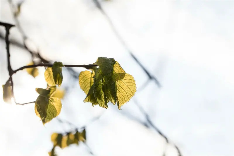 tilia platyphyllos 10/12