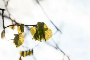 tilia platyphyllos 14/16